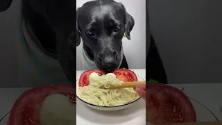 كلب كلب ياكل اندومي كلب ياكل اندومي حار بندورة Dog 