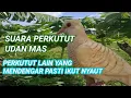 Download Lagu suara perkutut udan mas