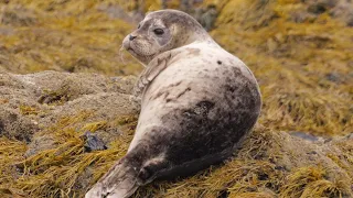 1 Hour of Seals Being Cute