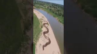 World Biggest Snake In Amazon Jungle Shorts  World Biggest Snake In Amazon Jungle Shorts