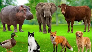 Compilation of adorable animal sounds: Sheep, cow, elephant, horse, dog, cat - Animal sounds