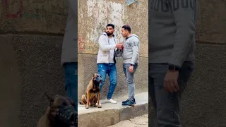 واقف على الموقف وبكلبى 