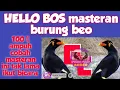 Download Lagu masteran burung beo bicara mp3 100% ampuh