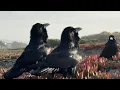 Raven Beak Clicks Ocean Beach Dunes San Francisco
