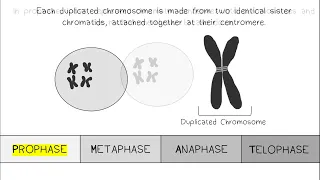 Mitosis AP Biology