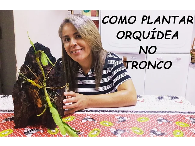 COMO PLANTAR ORQUÍDEA NO TRONCO