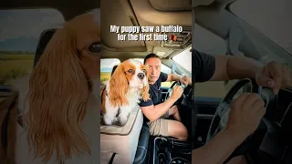 Seeing my puppy’s reaction to a buffalo for the first time was priceless! 🥹