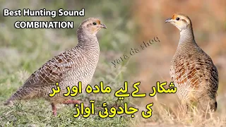 best hunting sound combination female u0026 male francolin voice shikar k liye awaz