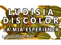 Download Lagu Ludisia Discolor - Eng Sub