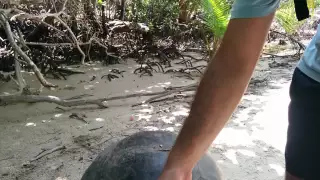 Friendly giant tortoise