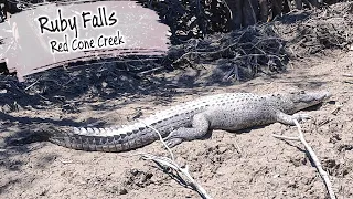 E68 – A Crocodile Under Our Tender At Ruby Falls, Red Cone Creek