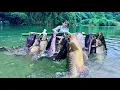 Download Lagu Traditional Fishing Skills - Single Mother Catches Giant Fish with Bamboo