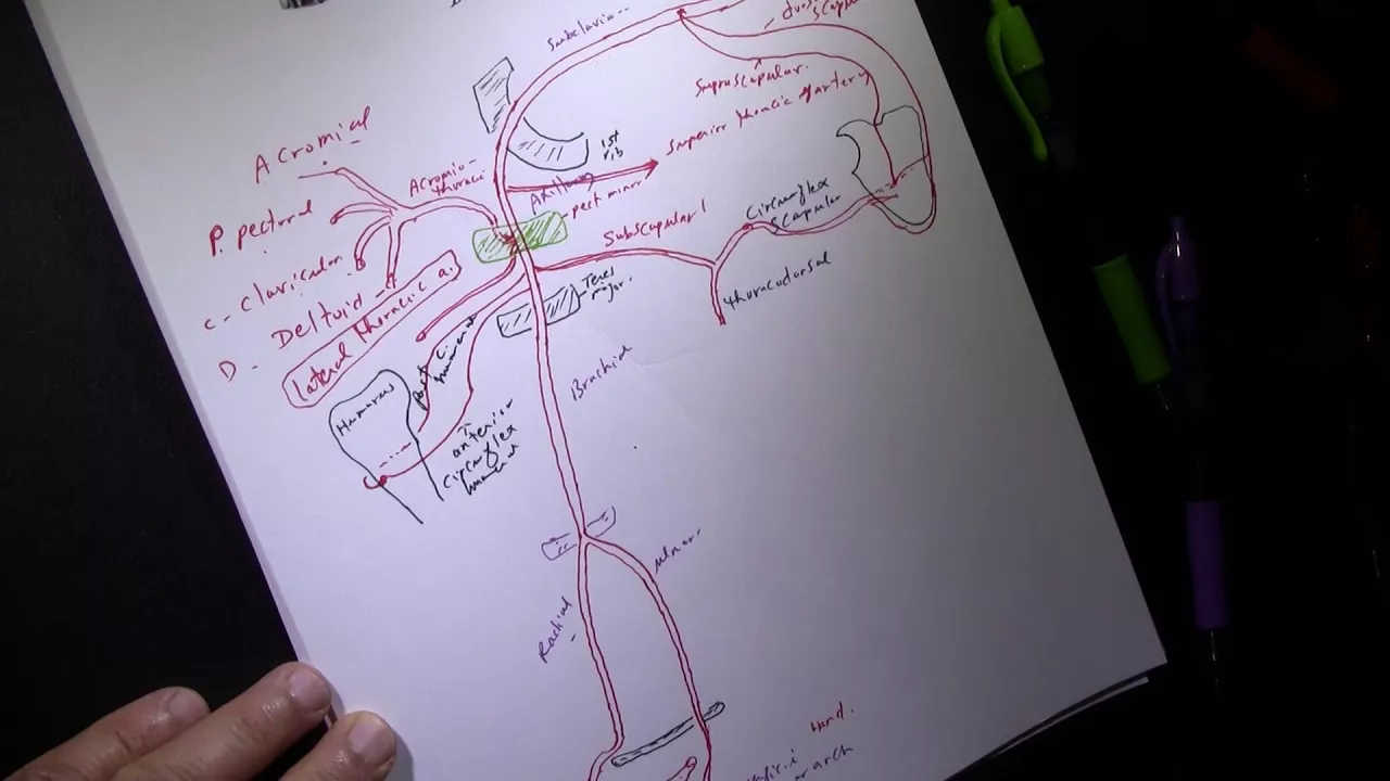 ARTERIAL SUPPLY OF THE UPPER EXTREMITY