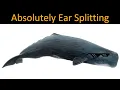 What is the LOUDEST ANIMAL on earth