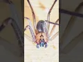 Download Lagu 🕷️Getting bit by a Brown Recluse Spider what happens? 🕷️