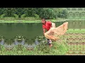 Download Lagu Net Fishing by Hardworking Fisherman - Amazing Fishing Video - Traditional Fishing Video