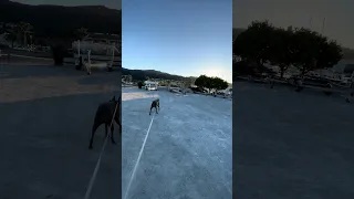Little tree casting a long shadow… #fyp #dream #youtube #doberman #pets