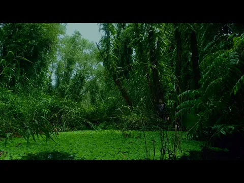 The Eternal Springtime – trailer | IFFR 2021