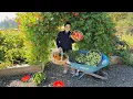 Download Lagu Afscheid nemen van het ene seizoen en het nieuwe verwelkomen! Laatste tomaten- en paprikaoogst!