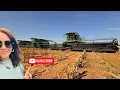 Lagu West Texas ORGANIC Milo Harvest