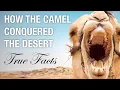 True Facts How Camels Conquered the Desert