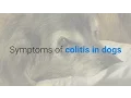 9 symptoms of colitis in dogs