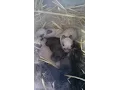 Standard Rex Baby Rabbits Update 5-9-16