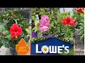 LOWES BEST NEW PLANTS-ARRIVALS FOR HOW TO MAKE YOUR GARDEN BEAUTIFUL