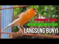 Burung Kenari Cuit CUIT Super BUNYI, Masteran Kenari PAUD, Pancingan \u0026 Masteran Kenari MACET BUNYI