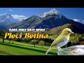 Download Lagu SUARA PLECI BETINA RIBUT MANGGIL JANTAN AGAR CEPAT NGALAS