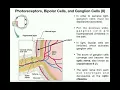 Anatomy The Visual Pathway to the Brain