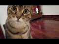 Download Lagu Tabby gets mad when human says ''no''. I had to record, to prove what he does next