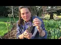Pruning Hydrangea paniculata