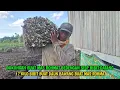 Download Lagu GERAK CEPAT BEDENGAN SIAP LANGSUNG BIBIT DATANG DAUN BAWANG 17 KILO BUAT MAS ROHMAT