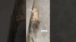 فأر كبير جدا و القط مو مستوعب مصدوم هههههههه 