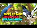 Lagu TERBUKTI AMPUH, MERANGSANG EMOSI TLEDEKAN GUNUNG, SRDC DAN KACER