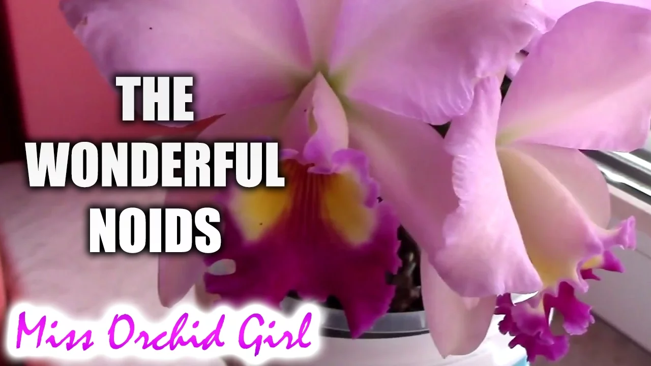 THE WONDERFUL NOID CATTLEYA ORCHIDS + 1 WEIRD SPECIES