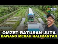 Lagu TEKNOLOGI PERTANIAN BAWANG MERAH WARGA TRANSMIGRASI ASAL NGANJUK, JAWA TIMUR DI BULUNGAN, KALTARA