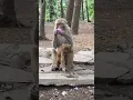 Download Lagu This Monkey Just Outsmarted Everyone! 🐒💡