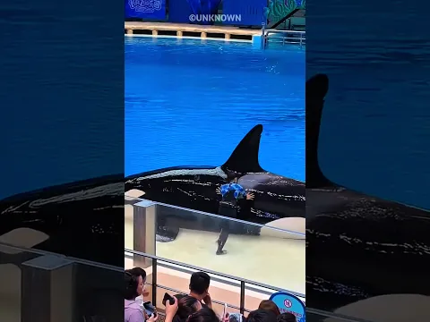 She Made The Dolphin An Offer It Couldn't Refuse! 😍❤️
