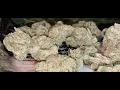 Reviewing strane alien mints