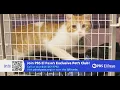 Donating to PBS El Paso Helps Long Stay Shelter Pets Find Forever Homes