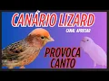 PROVOQUE O CANTO DO SEU CANÁRIO COM ESSE VÍDEO 