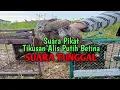 Download Lagu Suara Pikat Tikusan Alis Putih Betina || Suara Tunggal