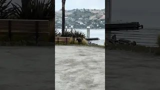 #fyp #dream #pets #vlog #doberman