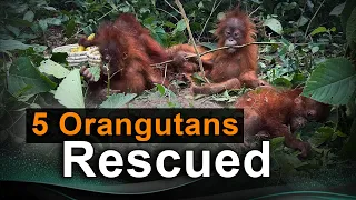 5 Orangutans Found In Odisha Forest | Exotic Animals Rescue Sparks Mystery | Odisha News