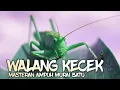 Download Lagu MASTERAN BELALANG KECEK FULL KASARAN RAPAT JERNIH || TEMBAKAN WALANG KECEK UNTUK MURAI BATU