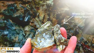 Gold With Mineralized Quartz Veins Found On A Logging Road!