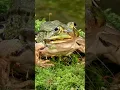 #rana esculenta #rana #anfibio