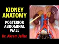 Kidney and posterior abdominal wall - plastic model Anki flashcards